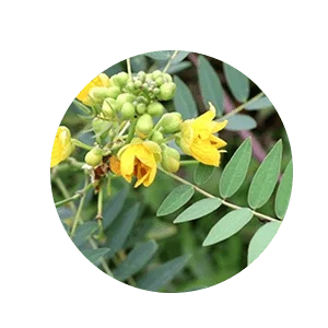 কালকাসুন্দা