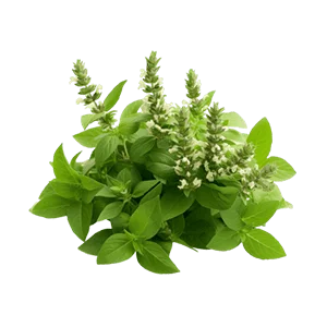 তুলসী
